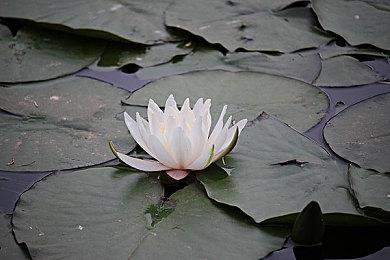 2D动作《Worldless》新增PS5＆4＆NS 10月4日发售